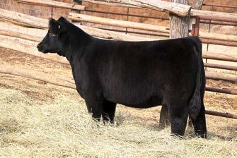 Full brother to Lots 19 & 20 20 SIRE: MONOPOLY DAM: