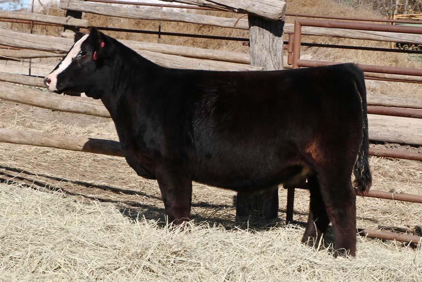 Jester Gunslinger x Antoinnette Multi group sire of Lots 21,22,23,28 and 29 DNA Submitted 21