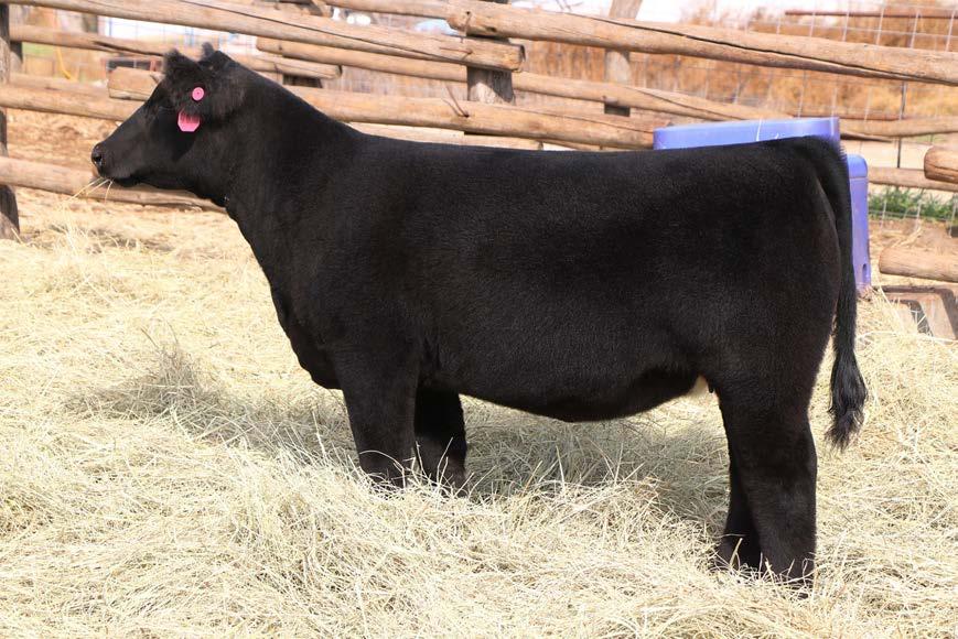 Jester Gunslinger x Antoinnette Multi group sire of Lots 21,22,23,28 and 29 DNA Submitted 23 SIRE: ANTOINETTES DAM: WDM