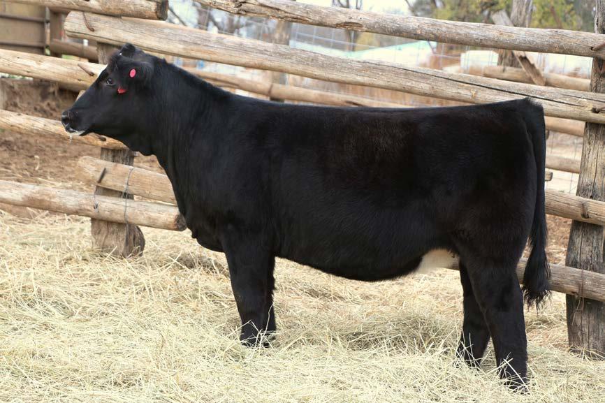 x Antoinnette Multi group sire of Lots 21,22,23,28 and 29