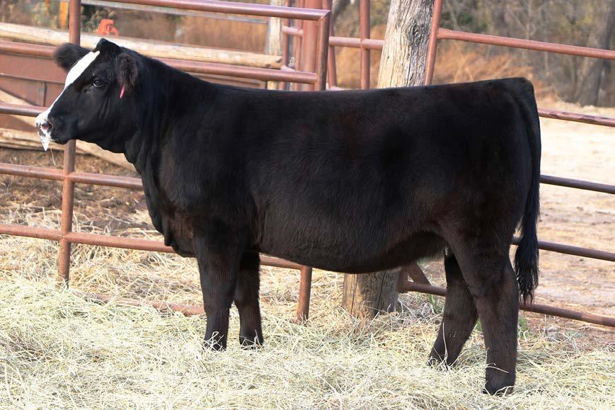 Trader Broker x Antoinnette Multi group sire of Lots 21,22,23,28 and 29 DNA Submitted 29 SIRE: ANTOINETTES