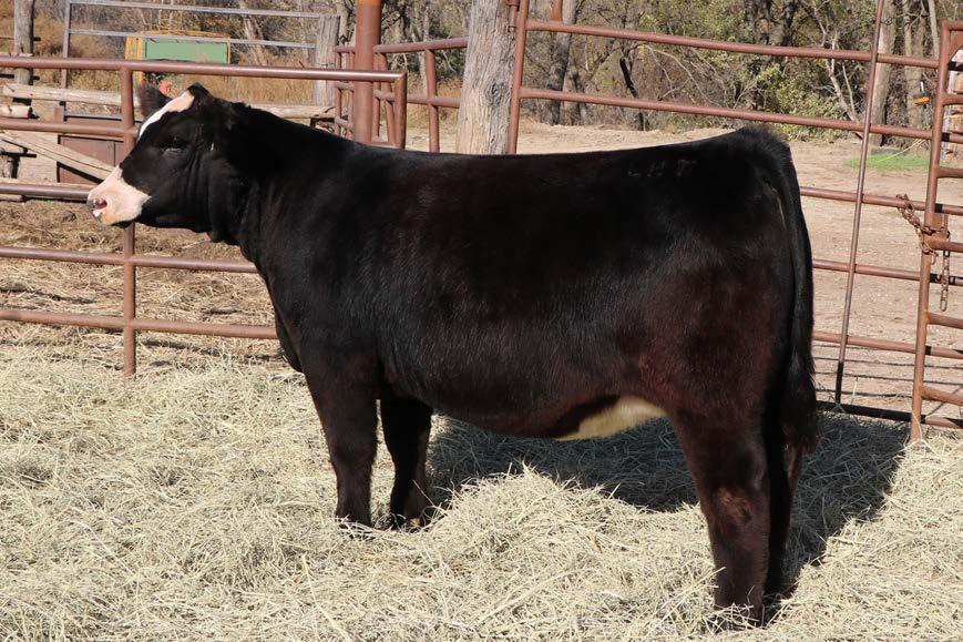 ID: 35aD BD: 27-Apr PB Simmental (7/8) BW 76 Donor dam of lots 30 & 31 and sib to sires of lots 21,22,23,28