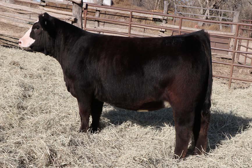 Donor dam of lots 30 & 31 and sib to sires of lots 21,22,23,28 and