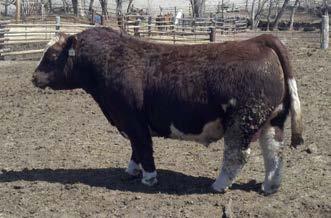 CITY SON X X-RAY VISION Top Shorthorn Female by Uncle.