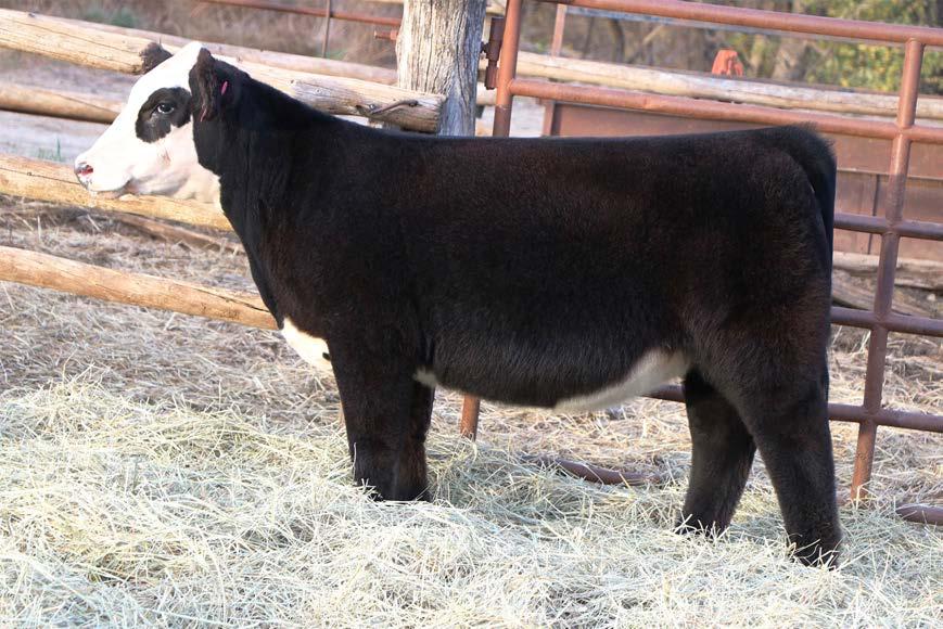 Maternal brother to lot 35 35 SIRE: MCF SALTY DOG DAM: TRES DONOR (DAM OF CO STEER) Dual Registered and