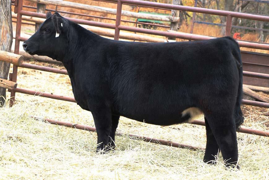 37 SIRE: MAB DAM: MAINE Stout, Powerful, and Sound Female.