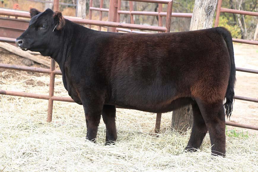 43 SIRE: MONOPOLY DAM: FABER 148 (FULL THROTTLE X PEGGY) Sib to the Grand Steer @ Fort Worth and a full sib