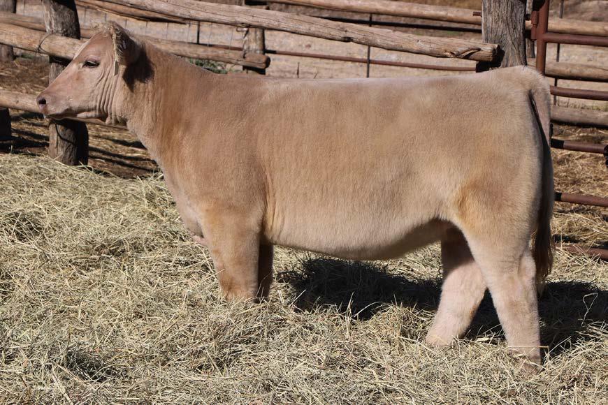 47 SIRE: MONOPOLY DAM: 43 DONOR (INTERSTATE FULL SIB) See lot 46 ID: F219we BD: 2-Apr Chi/Commercial