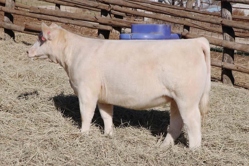 1 SIRE: MCF BOHANNON 305A (TIME BANDIT X 305 DONOR) DAM: 27 DONOR (HOO DOO) Lot 1 and 2 represent the best in