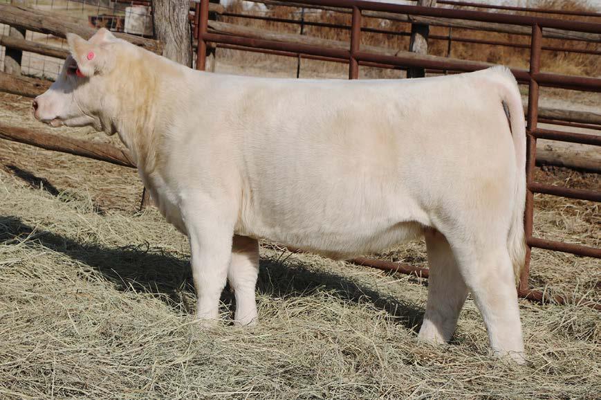 Sibs to last years Supreme at the Kansas State Fair, Kansas Beef Expo, and a National Charolais Division Reserve