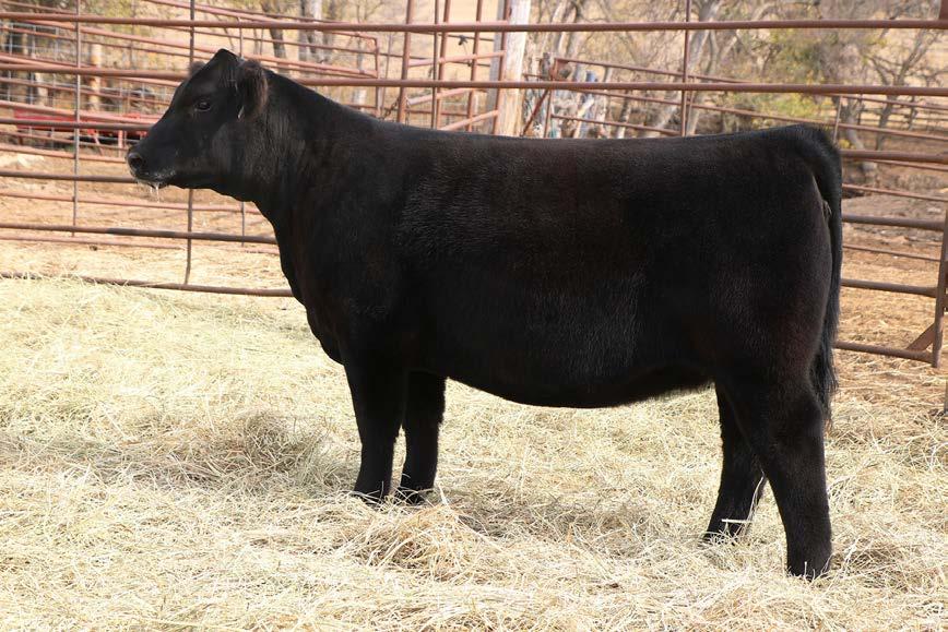 Maternal Sister to Lot 55, Grand Percentage heifer 2013 NAILE 55 SIRE: FIRST IMPRESSION