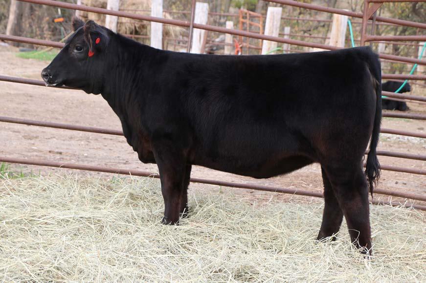from the Thomas Ranch Angus Females. Dam was a past Supreme @ SDSF.