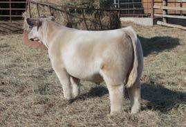 Donor Dam of Bohannon and MCF Freshwater 300 Sire to Lots 1-3 and Maternal Brother to MCF Freshwater ID: 422fryeD BD: April 22 Charolais BW 82