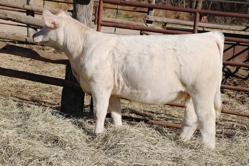 3 SIRE: MCF BOHANNON 305A (TIME BANDIT X 305 DONOR) DAM: N344 (HOO DOO) Tremendous potential on a younger female by