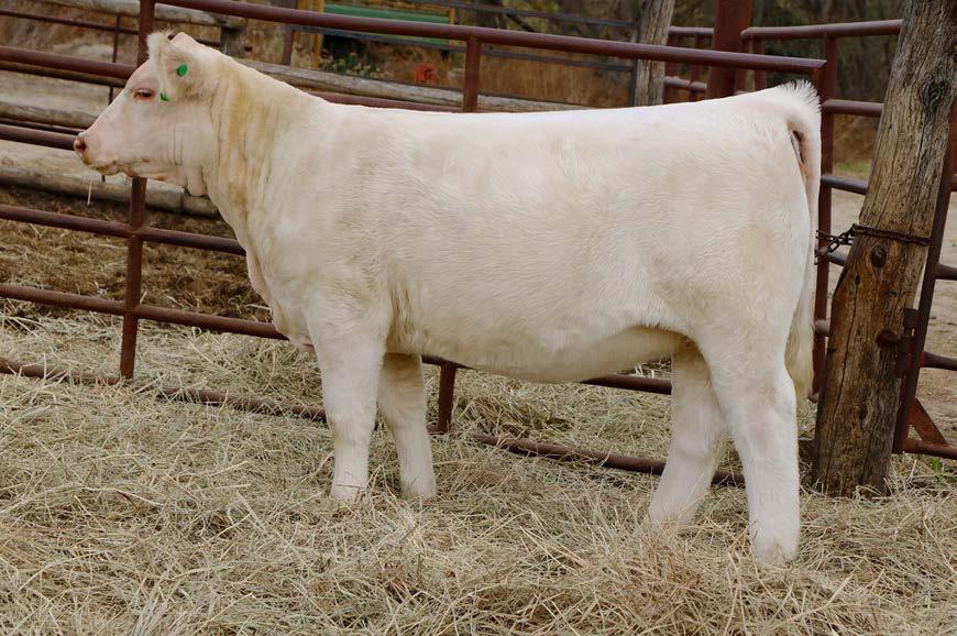 ID: 271d BD: 2-May PB Charolais BW 80 Horned 4 SIRE: SCC TIME BANDIT 290W (FREEDOM X 310 DONOR) DAM: OCR MISS FASTBALL