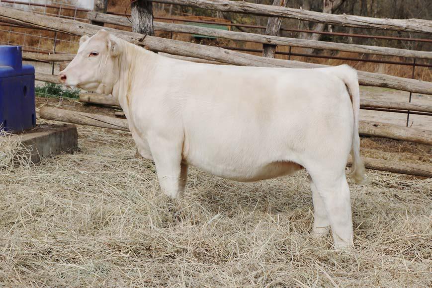 5 SIRE: TR MR FIRE WATER 5792RET DAM: RC DENVER Our pick of the Wiedel Purebred Chars and