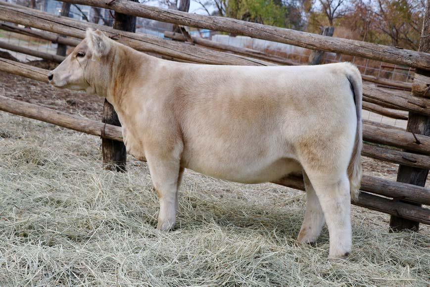 9 SIRE: MONOPOLY DAM: PB CHAR Competitive Charolais Composite with cow power potential.