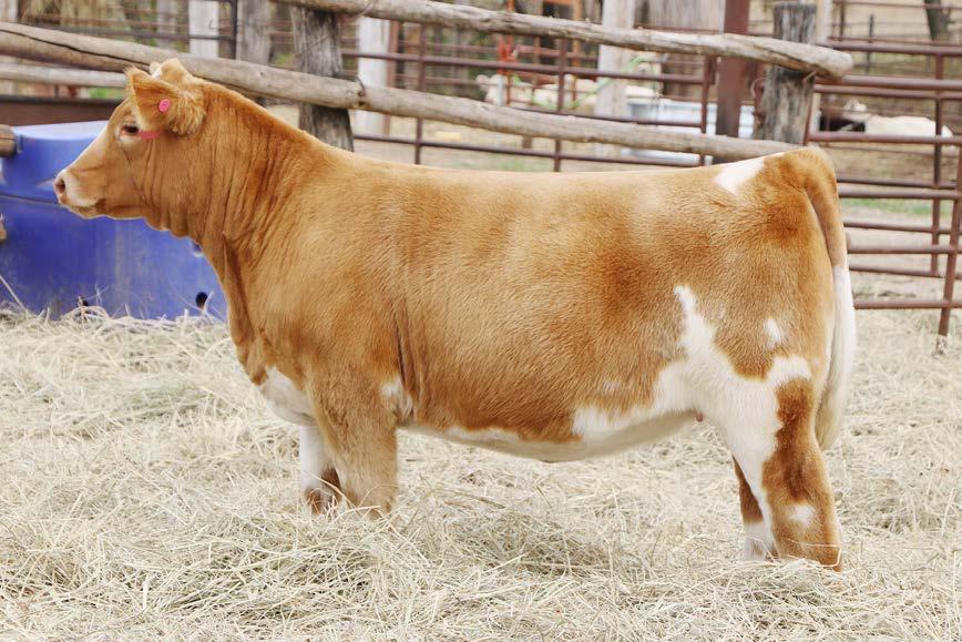 one of the most versatile and prolific cows of the breed.