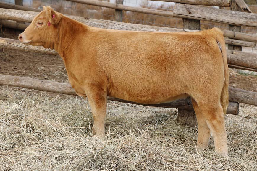 11 SIRE: MAB DAM: 27 DONOR (HOO DOO) Lots 10, 11 & 12 are out of one of the most versatile and prolific cows of the breed.