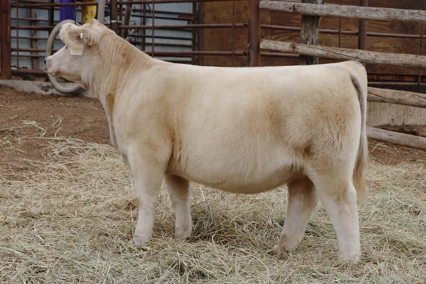 13 SIRE: 50 SHADES (MONOPOLY X KATARINA) DAM: CHAR CROSS Next two Lots are Bred in the
