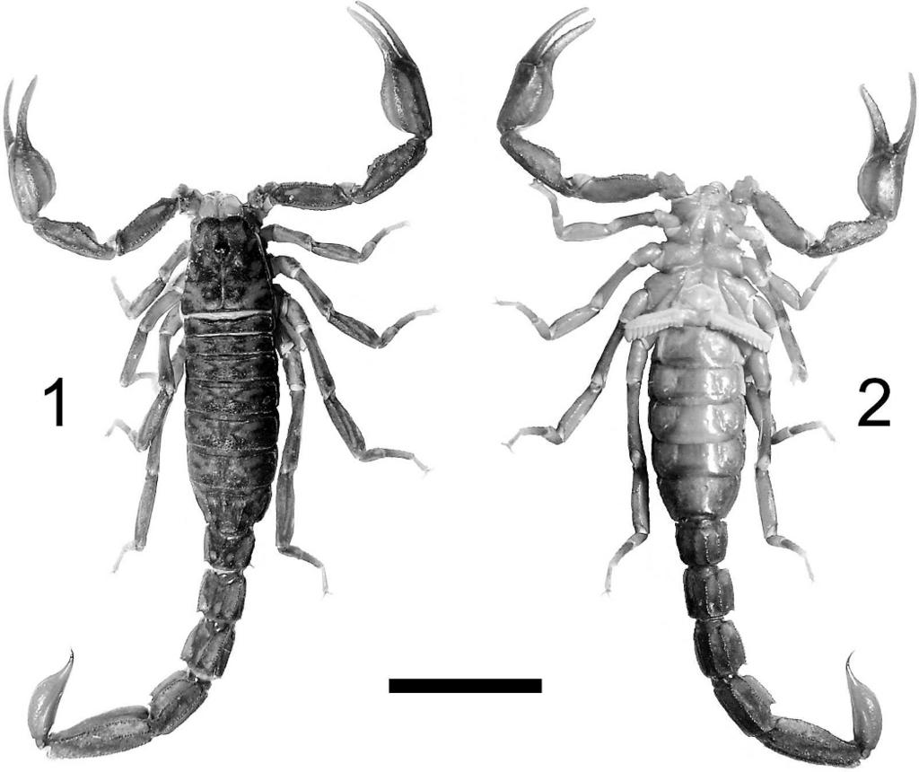 286 THE JOURNAL OF ARACHNOLOGY Figures 1 2. Vaejovis montanus new species, male holotype (CAS). 1. Dorsal aspect. 2. Ventral aspect. Scale bar represents 5 mm.