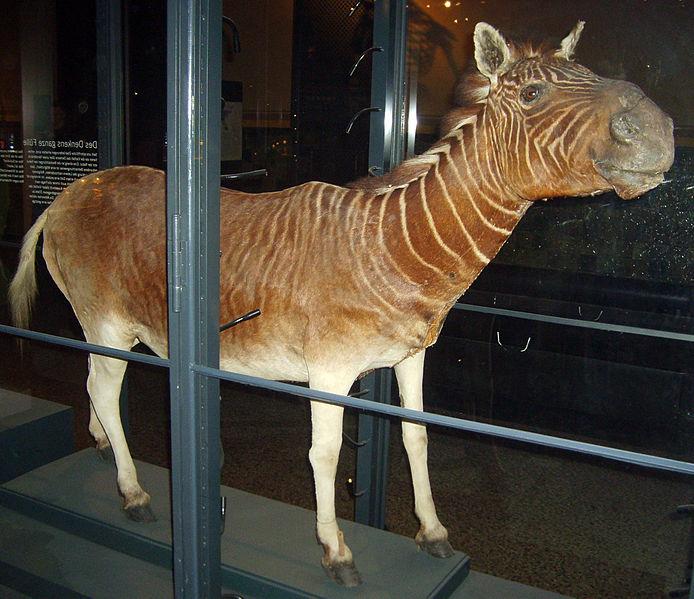 EXTINCT Name: What did it eat?