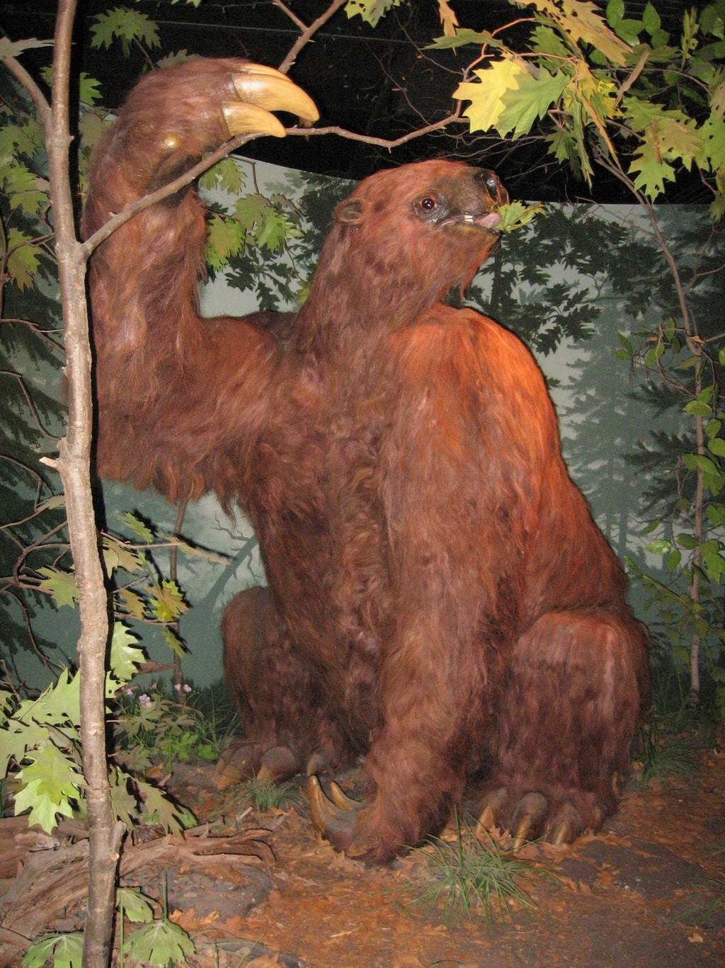 Name: Giant Sloth What did it eat?