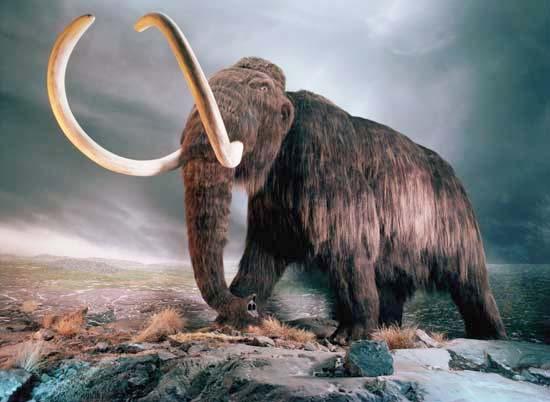 EXTINCT Name: What did it eat? Where did it live?