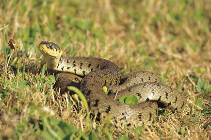 Reptiles in your garden Your questions
