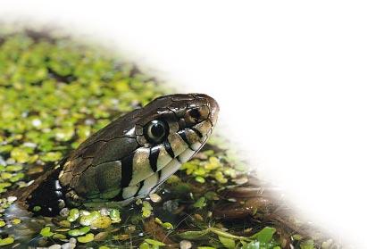 Reptiles in your garden Your questions answered Reptiles and gardens England is home to three species of snake (grass snake, adder and smooth snake) and three species of lizard (common lizard,