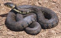 Grass snake Natrix natrix Left: Grass snakes almost always have an obvious yellow, orange or white