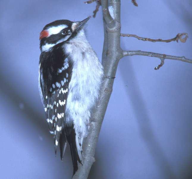 The smallest and perhaps most familiar species in Canada is the Downy Woodpecker Picoides pubescens. It is also the most common woodpecker in eastern North America.
