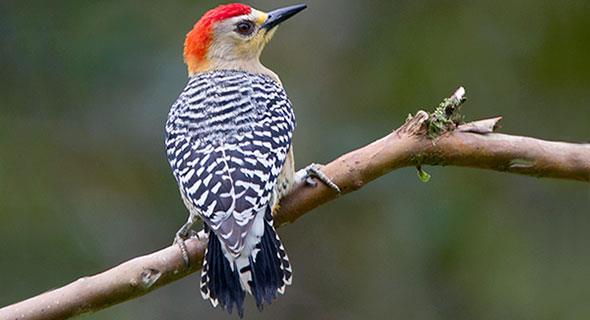Melanerpes rubricapillus (Red-crowned Woodpecker) Family: Picidae (Woodpeckers) Order: Piciformes (Woodpeckers, Toucans, and Jacamars) Class: Aves (Birds) Fig. 1.