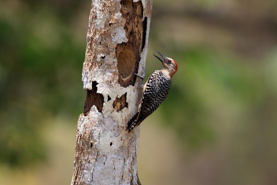 Fig. 3. A male red-crowned woodpecker constructing his nest-hole. [http://ibc.lynxeds.