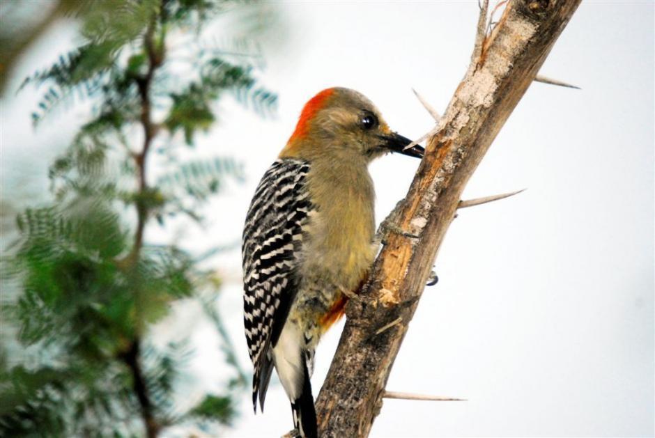 Fig. 5. A male red-crowned woodpecker feeding on insect larvae on a rotted branch. [http://ibc.lynxeds.