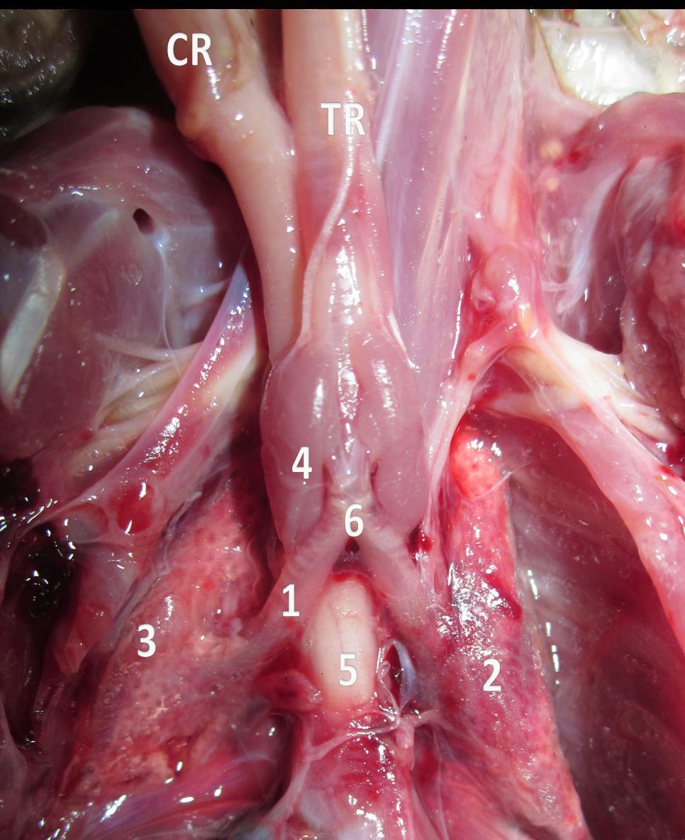 Fig (1): Ventral view of the respiratory system of the African Senegal parrot, showing: TR;