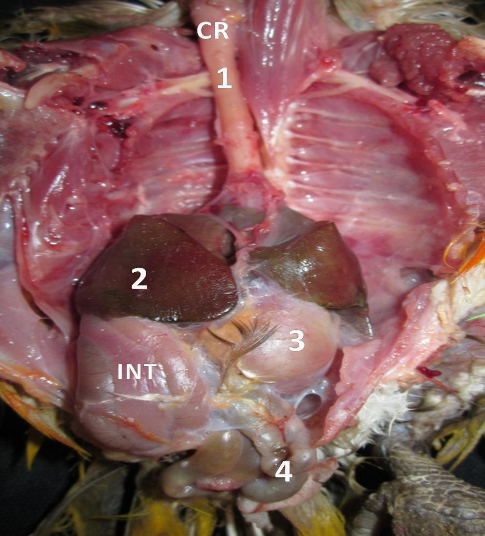 Fig (2): Ventral view of the digestive system of the African Senegal parrot, showing: CR