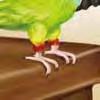 Parrots necks are very flexible so they can get their heads into just about