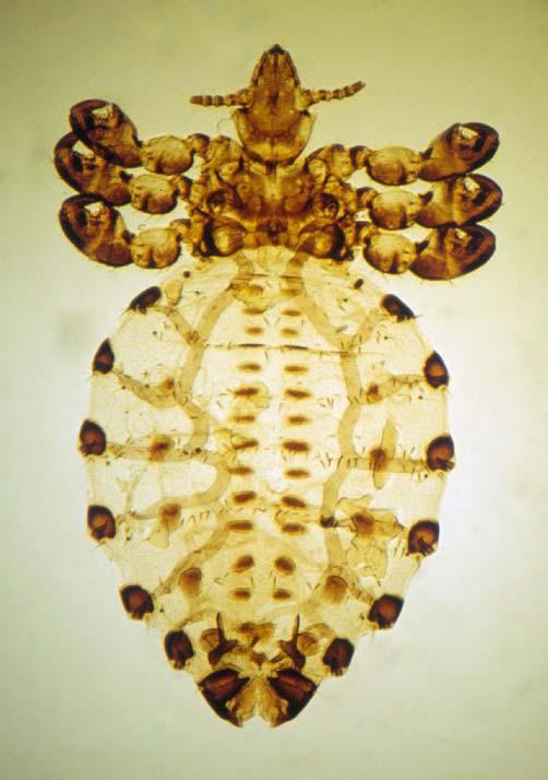 gure 8. Long-nosed cattle louse (sucking louse). Credits: J. F. Butler, University of Florida Cattle tail lice are a special problem because eggs can survive and hatch up to 40 days after oviposition.