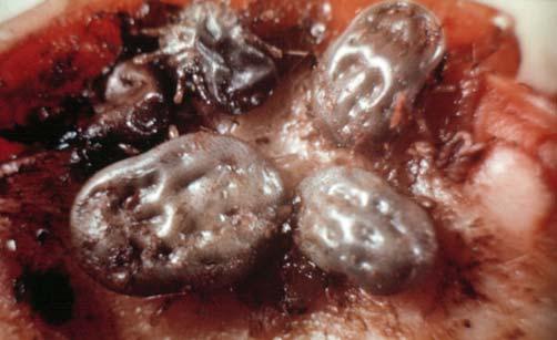 External Parasites of Dairy Cattle 8 and the adult emerges from the pupal skin at the water surface.