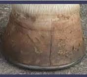 Common Hoof Problems Lauren Langley, Area Livestock Agent, Alamance & Orange Counties Adapted from: Craig Wood, University of Kentucky There are many problems that can occur within a horse s hoof.