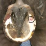 Abscesses result in varying degrees of lameness, depending on the severity of the abscess. Symptoms include the hoof being hot and increased pulse.