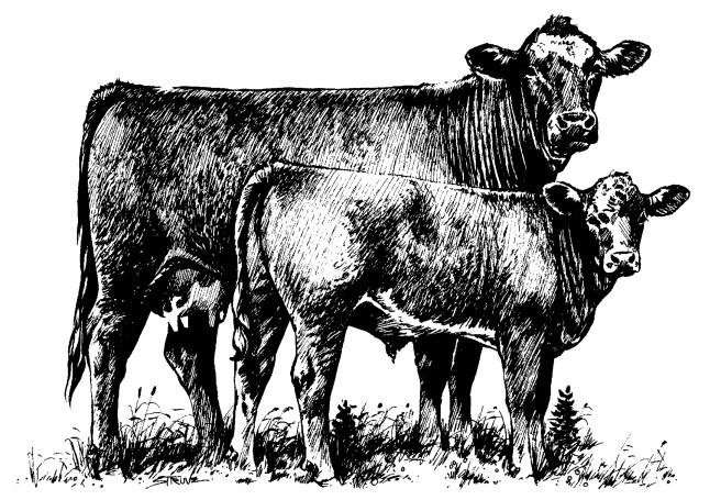 Body Condition Scoring Cattle Adapted by: Becky Spearman, Livestock Extension Agent with N.C. Cooperative Extension from an article written by Dr.