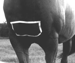 To find this injection site simply locate the bony protrusion which makes up the point of the buttocks (tuber ischii).