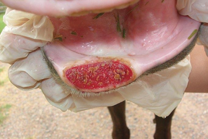 The large majority of our allergic horse population, with a few exceptions, improves in the winter months. Most horses manifest their allergies through skin lesions or respiratory conditions.