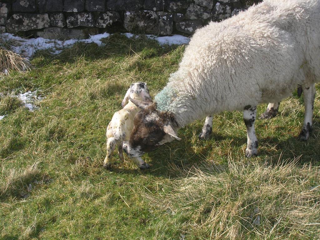 The lamb has been licked clean and is attempting to stand up for the