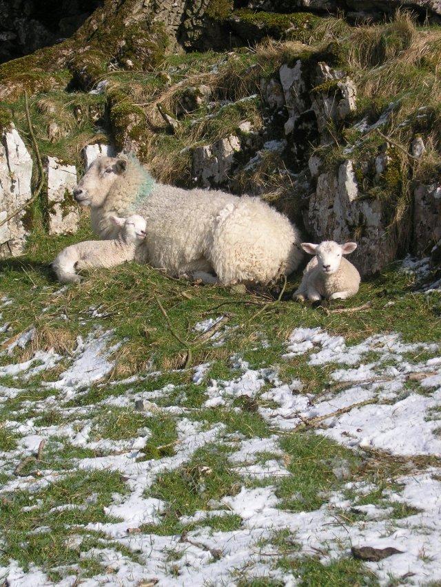 Close bonding with the mother ewe is essential for the survival of the lamb and its well being.
