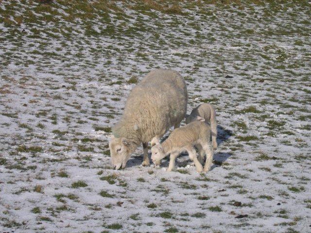 The ewe is seeking out grass where the thin snow covering has melted. Note how close her lambs keep to her.