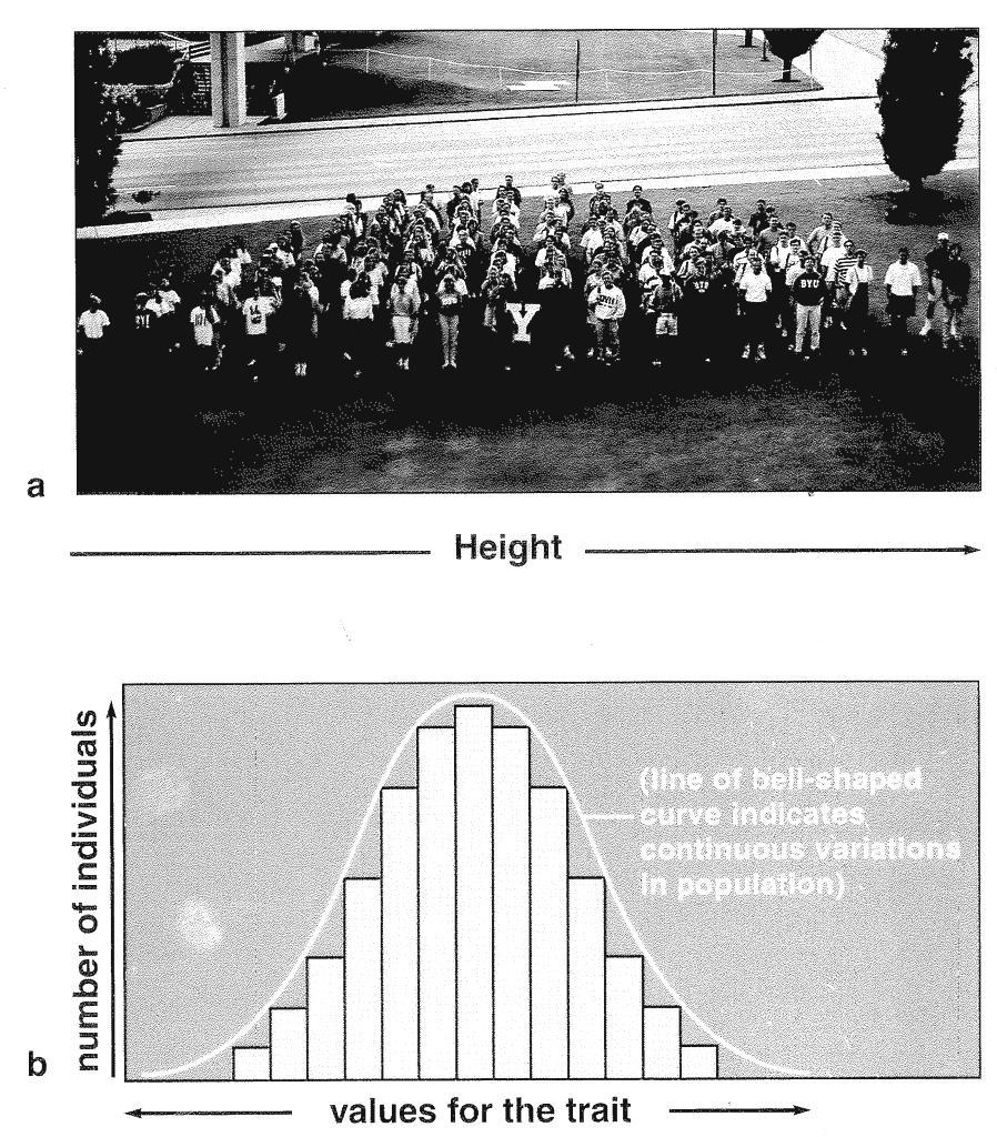 Human height is