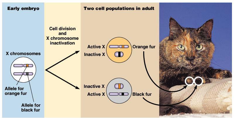 X-inactivation & tortoise shell cat 2